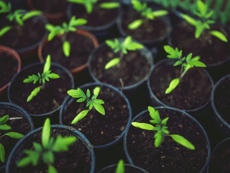 Tage der Politischen Bildung "Demokratiebaum"