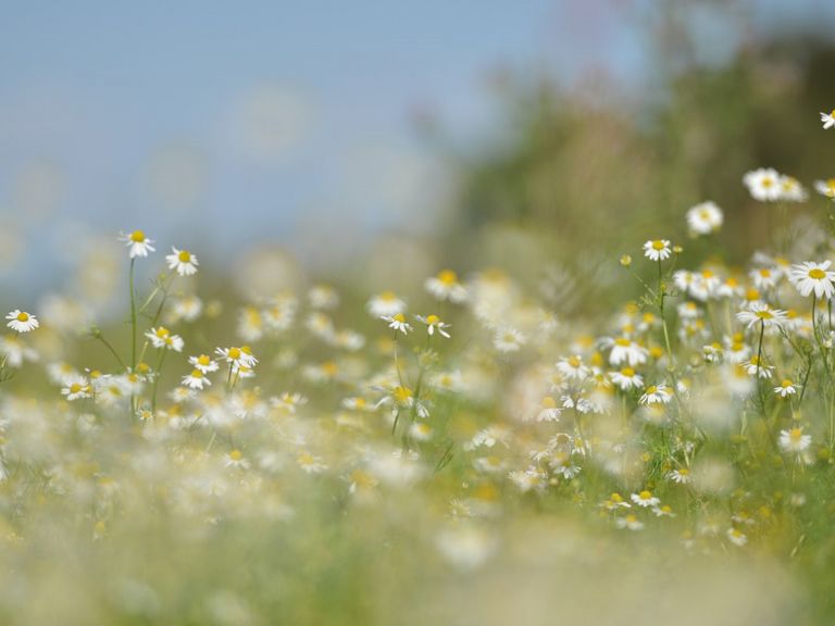 Fahrt ins Marmordorf LAAS